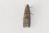 Ephestia kuehniella
